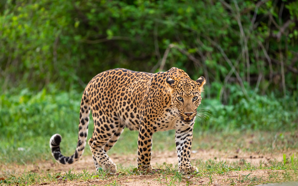 Indian Leopard